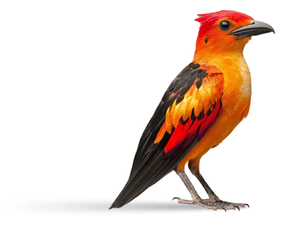Creative design's representative animal image