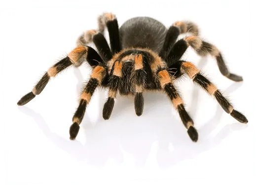 Ecommerce's representative animal image