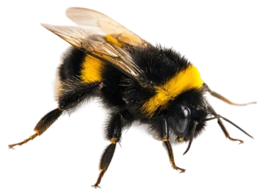 Marketing Automation's representative animal image