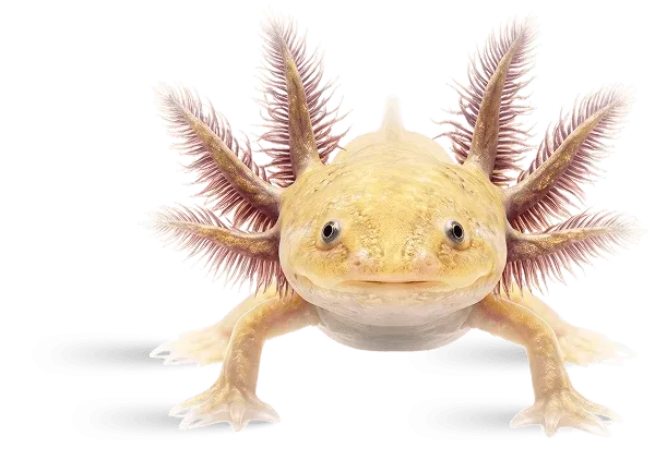 Non Stop Transformation's representative animal image