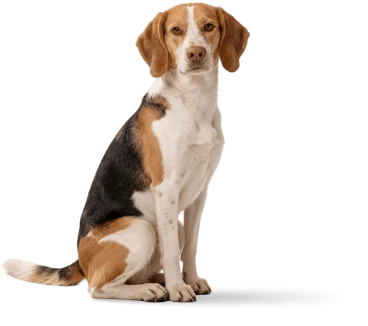 SEO's representative animal image