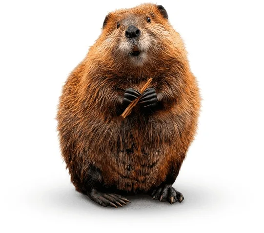 Software Development's representative animal image