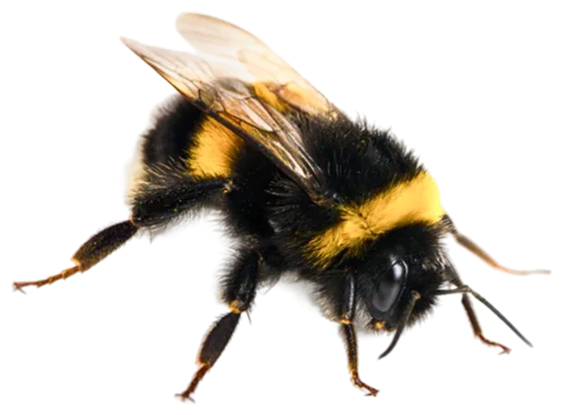 Honeybee, the animal that represents the Marketing Automation unit