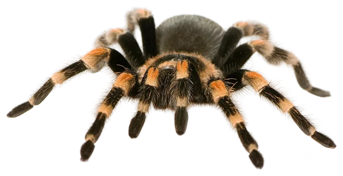 Spider, the animal that represents the eCommerce unit