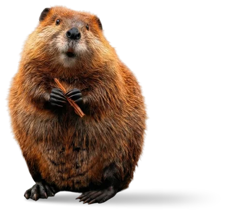 Beaver, the animal that represents the Software Development unit