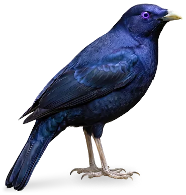 Bowerbird, the animal that represents the Creative Design unit