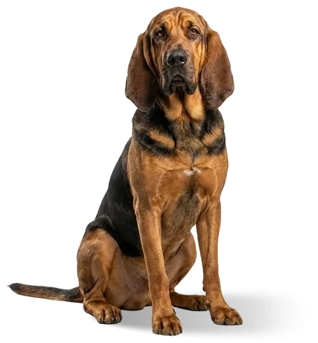 Bloodhound, the animal that represents the Engine Optimization unit